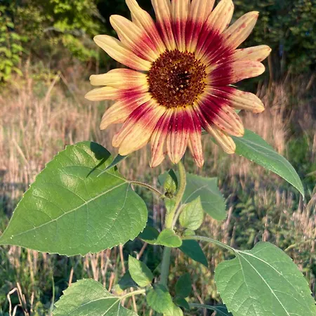 Vakantiehuis Haus Rosenberg *
