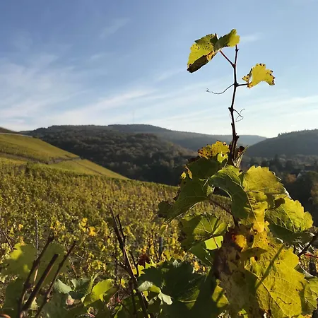 Vakantiehuis Haus Rosenberg *