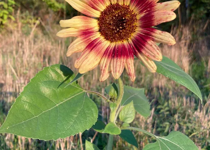 Casa de Férias Haus Rosenberg *